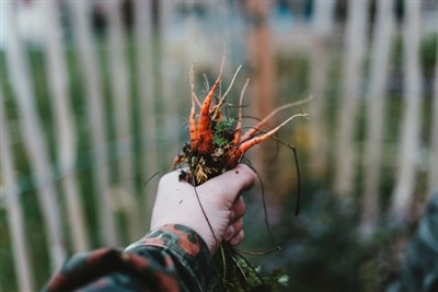 Dominando a arte da capina: um guia para usar uma ferramenta de capina em seu...